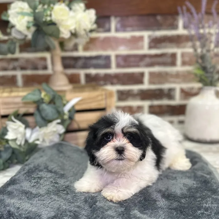 Male Maltese / Shih Tzu puppy for sale at Shake A Paw Union.
