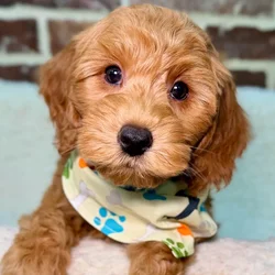 Male Mini Goldendoodle 2Nd Gen puppy for sale at Shake A Paw Union.