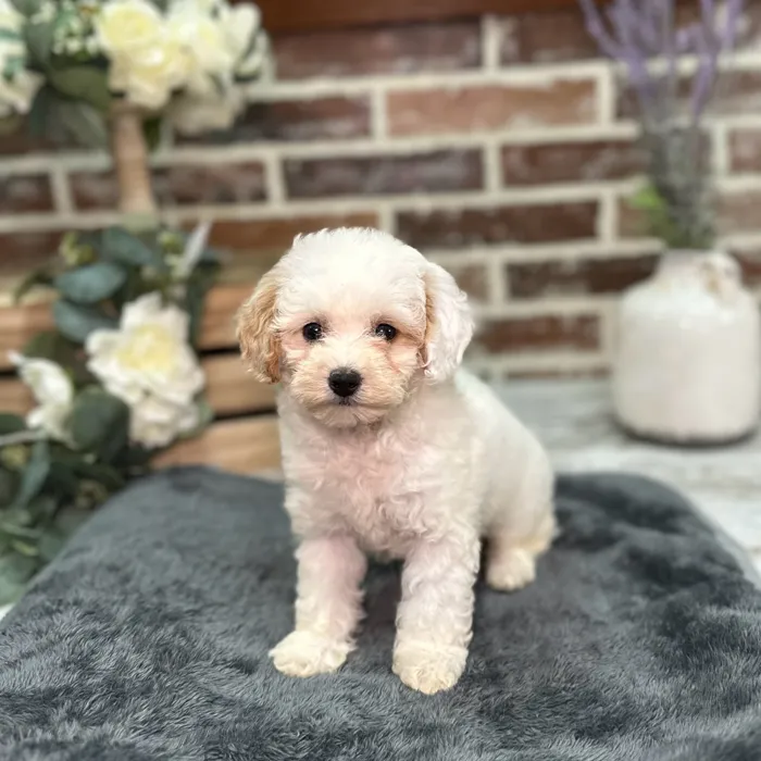 Female Poodle puppy for sale at Shake A Paw Union.