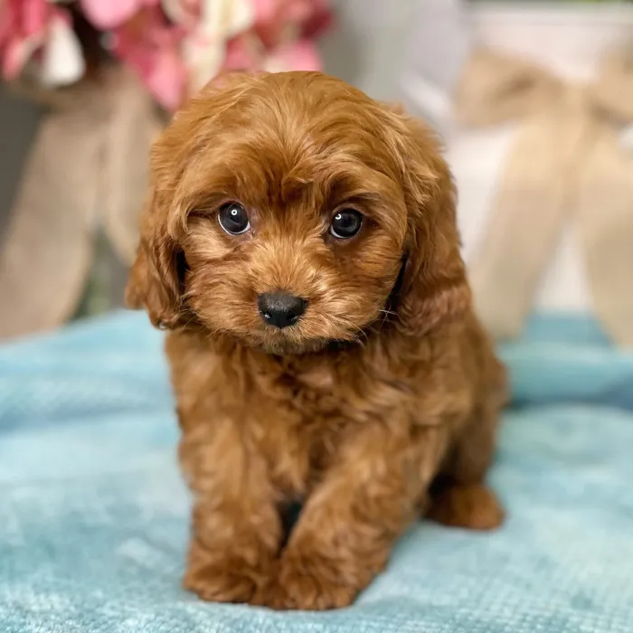 Male Cavapoo puppy for sale at Shake A Paw Green Brook.