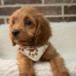 Male Cavapoo puppy for sale at Shake A Paw Union.