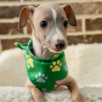 Male Italian Greyhound puppy for sale at Shake A Paw Union.
