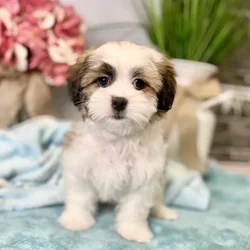Female Maltese / Shih Tzu puppy for sale at Shake A Paw Green Brook.