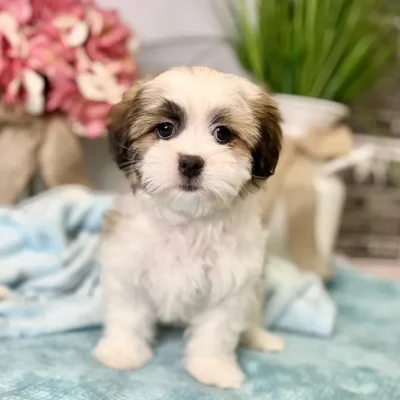 Female Maltese / Shih Tzu puppy for sale at Shake A Paw Green Brook.