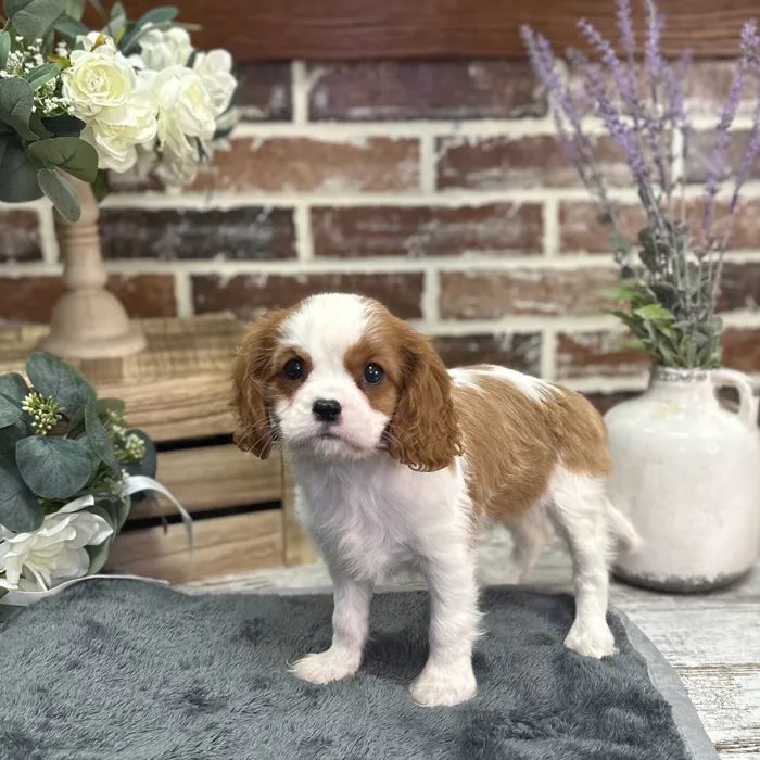 Female Cavalier King Charles Spaniel puppy for sale at Shake A Paw Union.