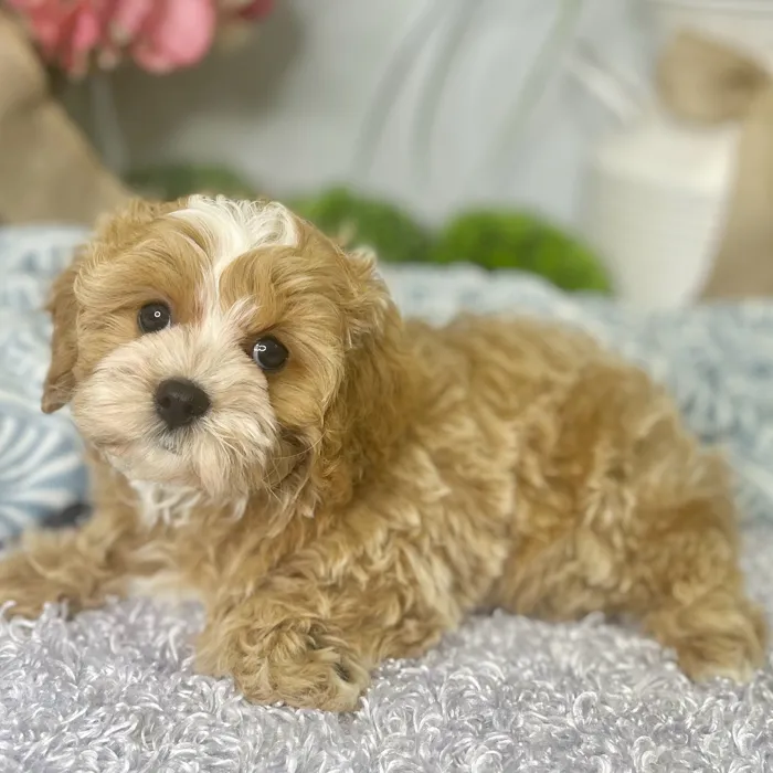 Male Cavapoo puppy for sale at Shake A Paw Green Brook.