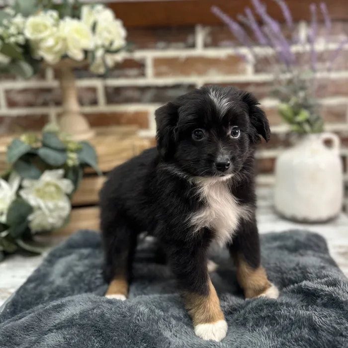 Male Mini Australian Shepherd puppy for sale at Shake A Paw Union.