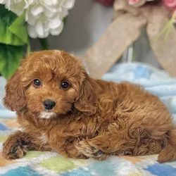 Female Cavapoo 2Nd Gen puppy for sale at Shake A Paw Green Brook.