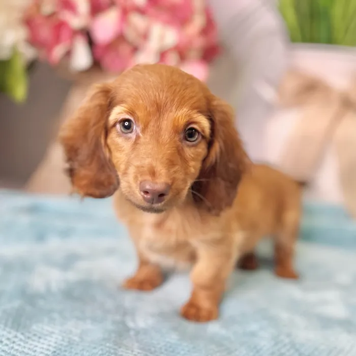 Female Dachshund puppy for sale at Shake A Paw Green Brook.