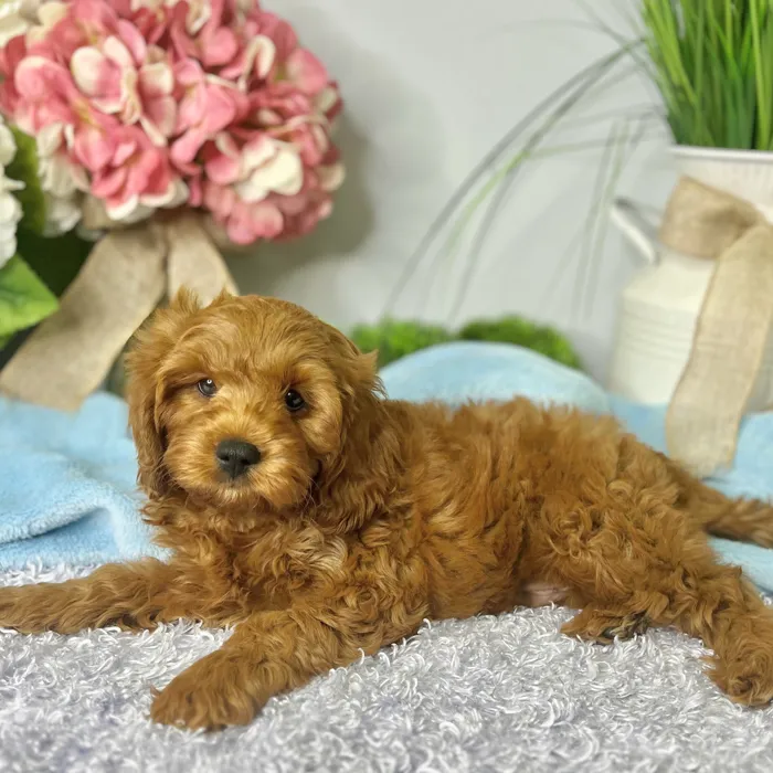 Male Cavapoo puppy for sale at Shake A Paw Green Brook.