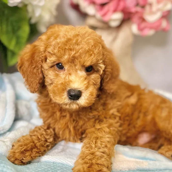 Male Mini Goldendoodle 2Nd Gen puppy for sale at Shake A Paw Green Brook.