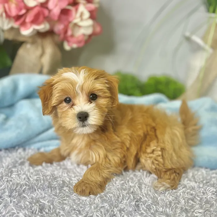 Male Maltipoo puppy for sale at Shake A Paw Green Brook.