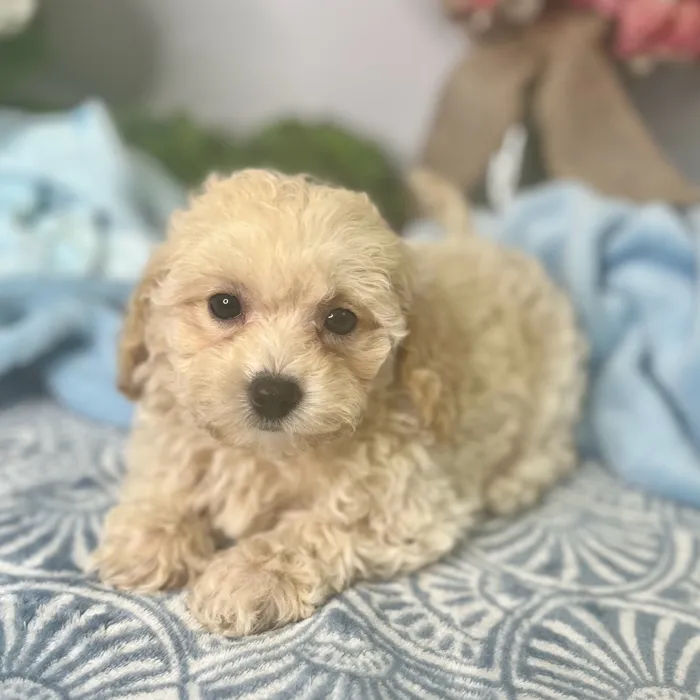 Female Bichon / Poodle puppy for sale at Shake A Paw Green Brook.