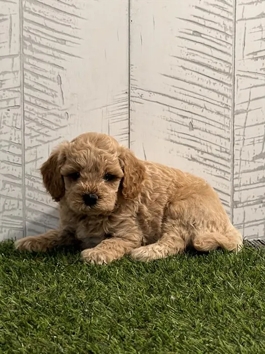 Female Mini Goldendoodle 2Nd Gen puppy for sale at Shake A Paw Union.
