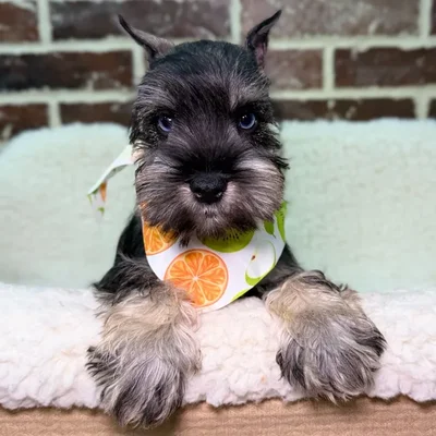 Male Mini Schnauzer puppy for sale at Shake A Paw Union.