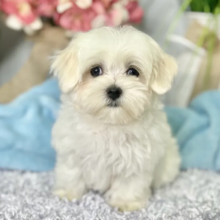 Female Maltese puppy for sale at Shake A Paw Green Brook.