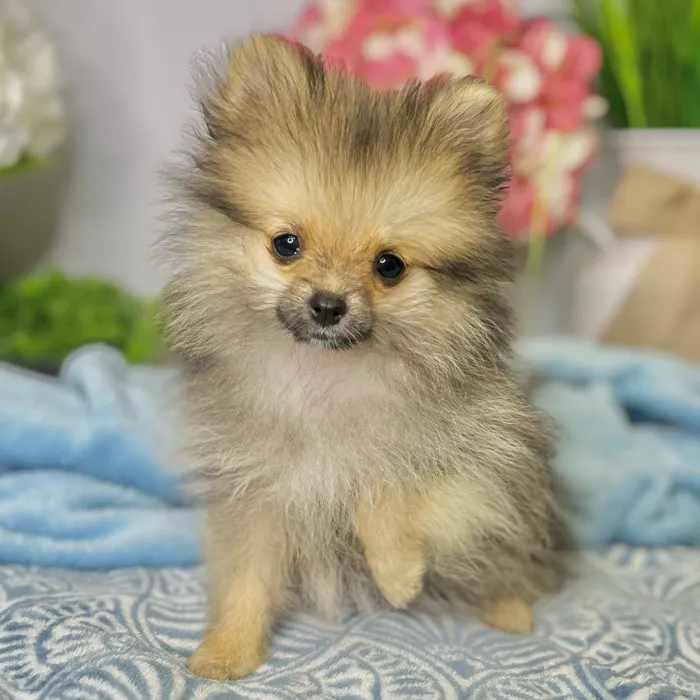 Female Pomeranian puppy for sale at Shake A Paw Green Brook.