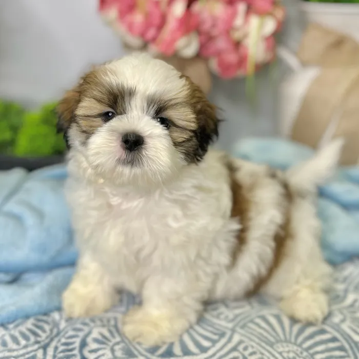 Male Shih Tzu puppy for sale at Shake A Paw Green Brook.