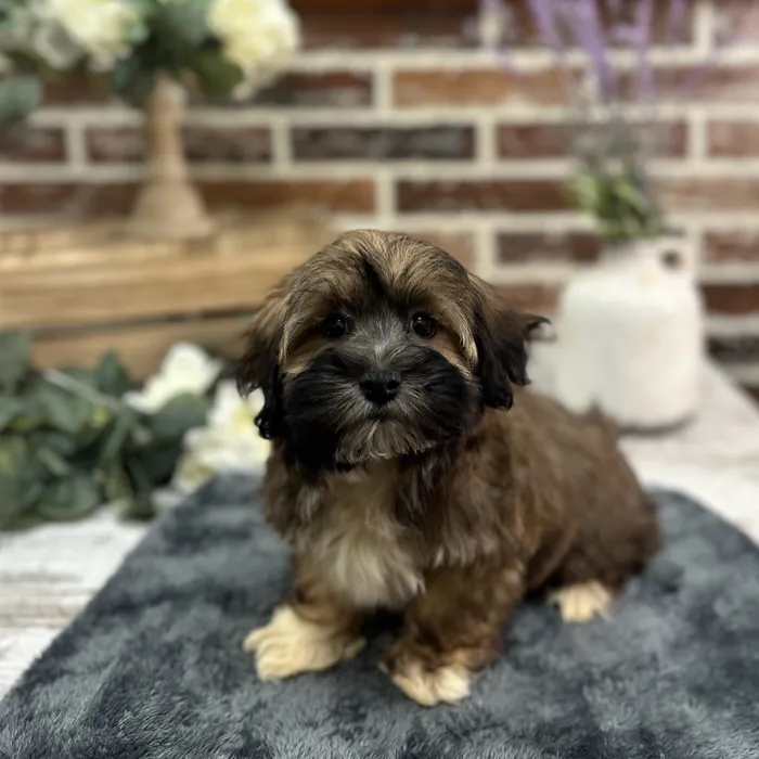 Male Havanese puppy for sale at Shake A Paw Union.