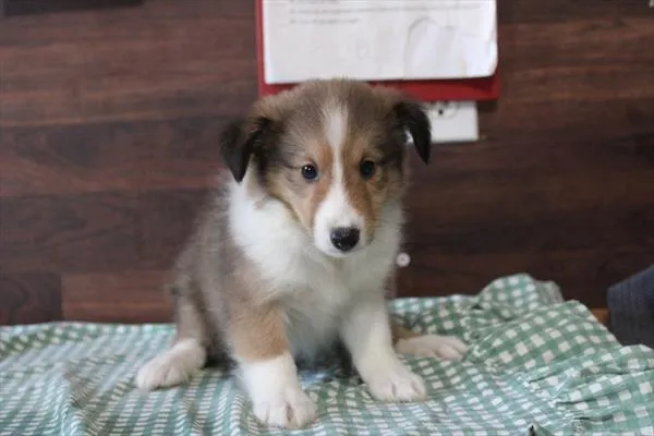 Female Shetland Sheepdog puppy for sale at Shake A Paw Green Brook.