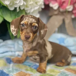 Female Dachshund puppy for sale at Shake A Paw Green Brook.