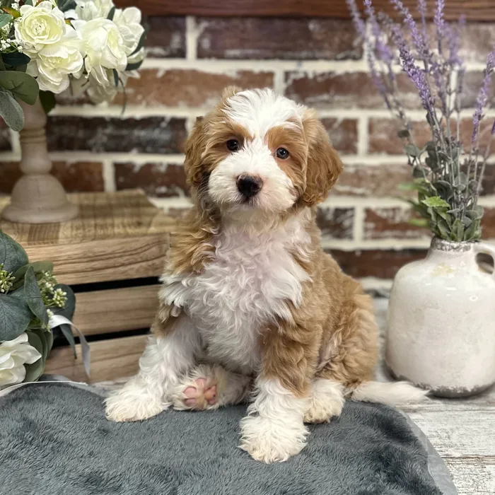 Male Mini Bernedoodle 2Nd Gen puppy for sale at Shake A Paw Union.