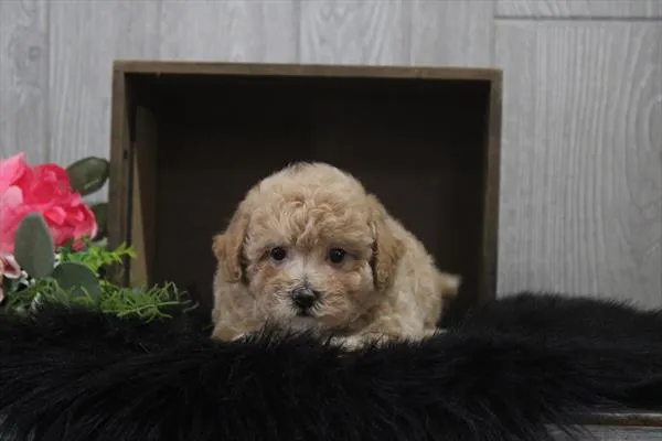 Female Bichon / Poodle puppy for sale at Shake A Paw Green Brook.