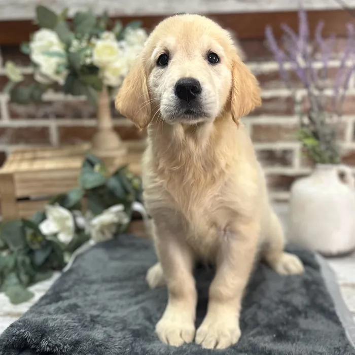 Female Golden Retriever puppy for sale at Shake A Paw Union.