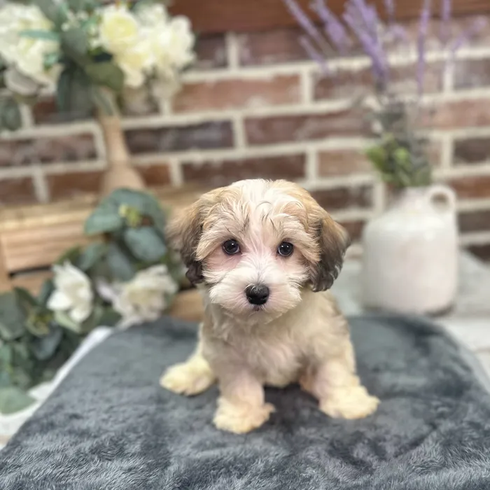 Male Havanese puppy for sale at Shake A Paw Union.