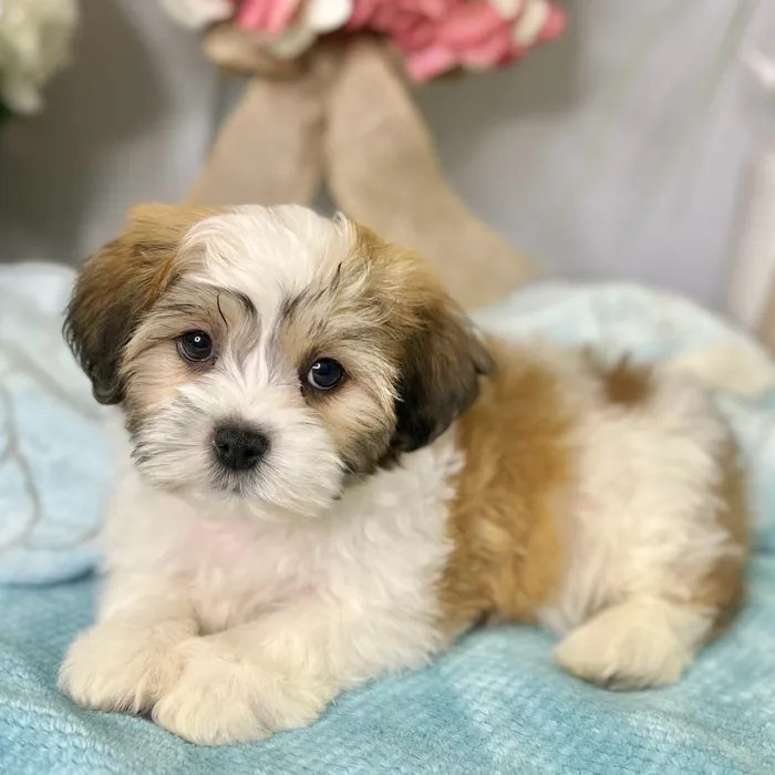 Male Shih Tzu / Bichon puppy for sale at Shake A Paw Green Brook.