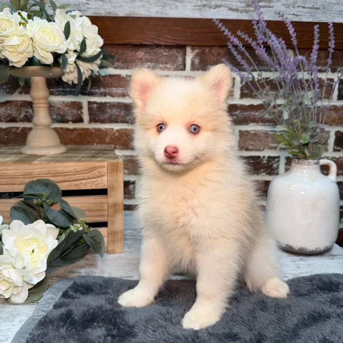 Female Pomsky puppy for sale at Shake A Paw Union.