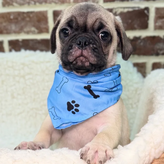 Male Pug puppy for sale at Shake A Paw Union.