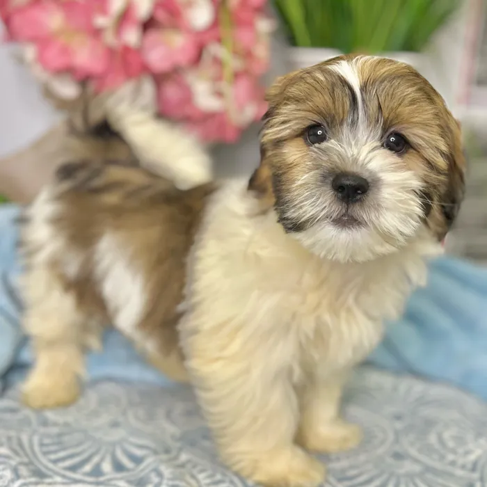 Female Havanese / Shih Tzu puppy for sale at Shake A Paw Green Brook.