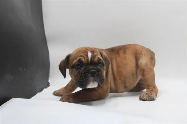 Male English Bulldog puppy for sale at Shake A Paw Green Brook.