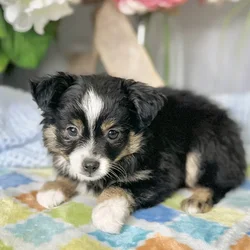 Male Mini Australian Shepherd puppy for sale at Shake A Paw Green Brook.