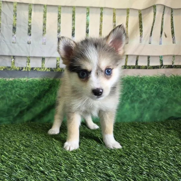 Female Pomsky puppy for sale at Shake A Paw Union.