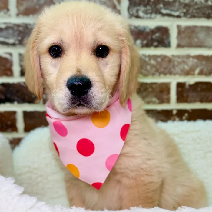Female Golden Retriever puppy for sale at Shake A Paw Union.