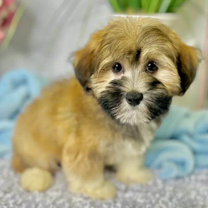 Male Havanese puppy for sale at Shake A Paw Green Brook.