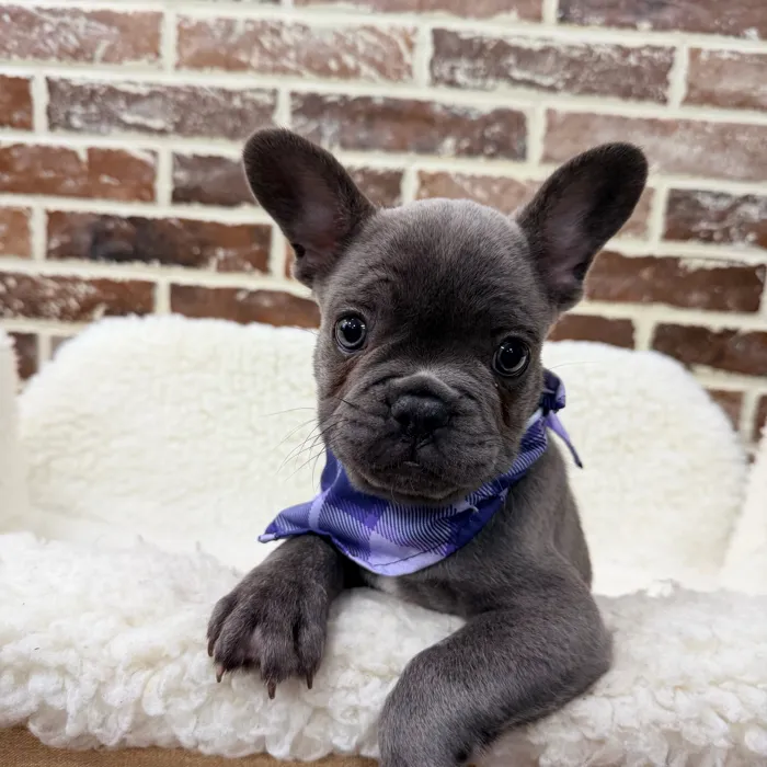 Male French Bulldog puppy for sale at Shake A Paw Union.