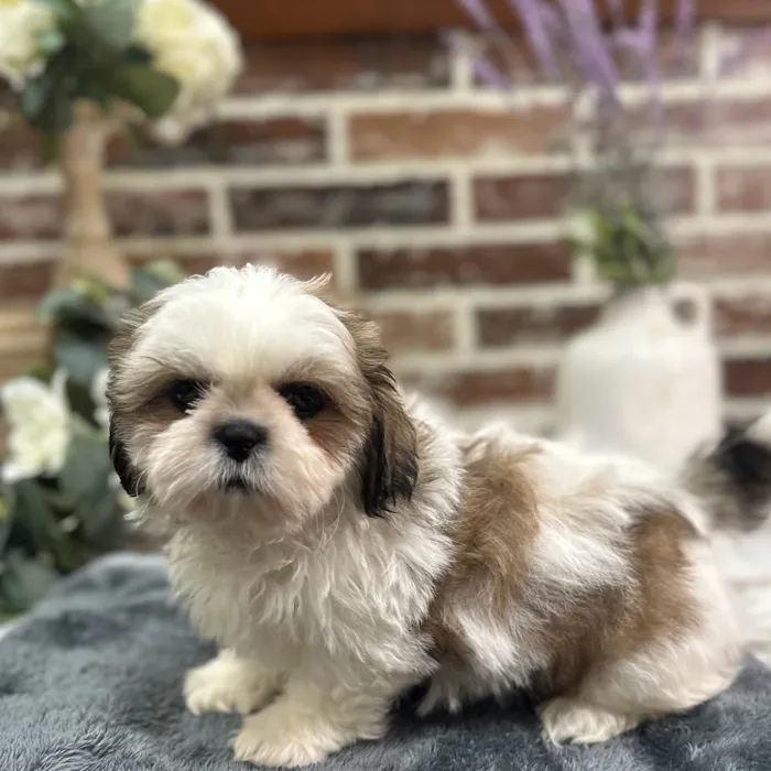 Male Shih Tzu puppy for sale at Shake A Paw Union.