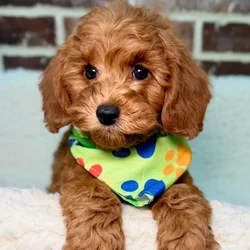 Male Mini Goldendoodle 2Nd Gen puppy for sale at Shake A Paw Union.