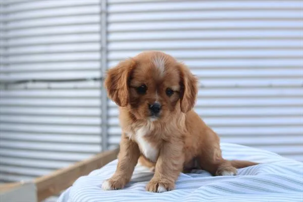 Female Cavalier King Charles Spaniel puppy for sale at Shake A Paw Green Brook.