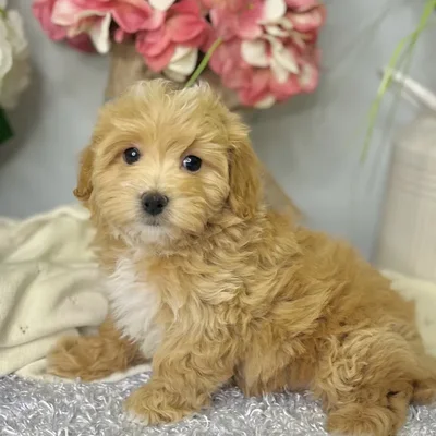 Female Maltipoo puppy for sale at Shake A Paw Green Brook.