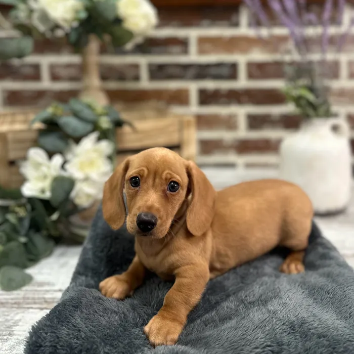 Male Dachshund puppy for sale at Shake A Paw Union.