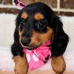 Female Dachshund puppy for sale at Shake A Paw Union.