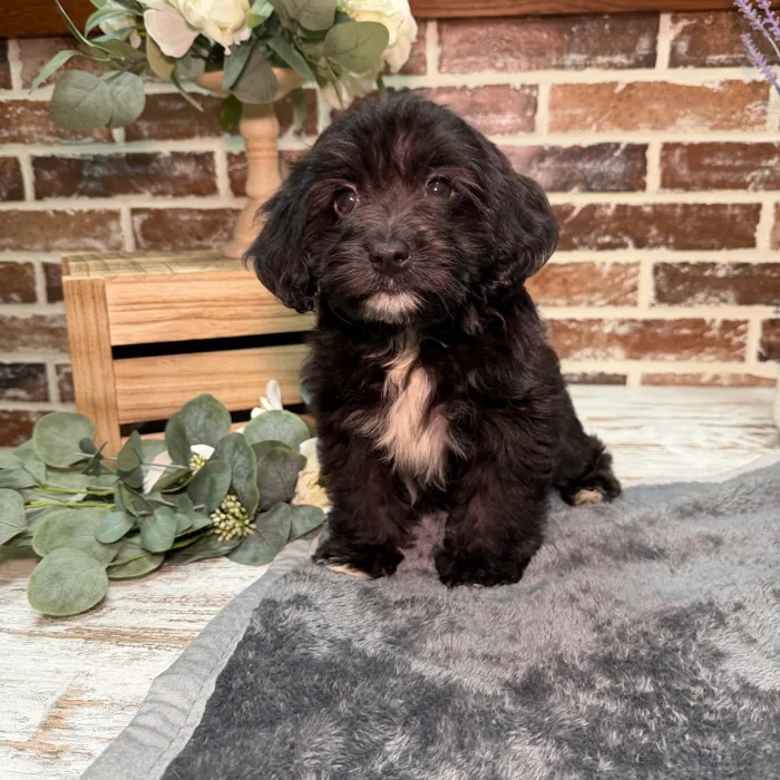 Female Havanese / Poodle puppy for sale at Shake A Paw Union.