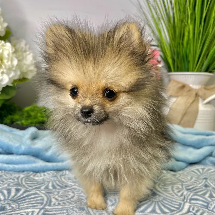 Female Pomeranian puppy for sale at Shake A Paw Green Brook.