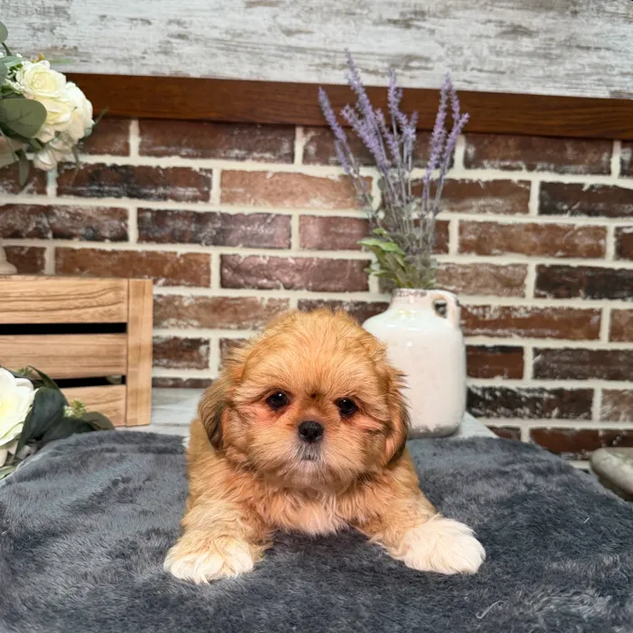 Male Shih Tzu puppy for sale at Shake A Paw Union.