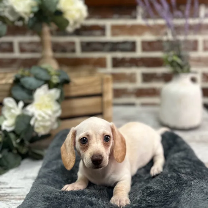 Female Dachshund puppy for sale at Shake A Paw Union.