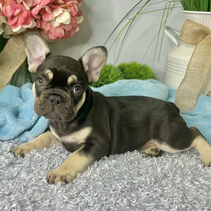 Female French Bulldog puppy for sale at Shake A Paw Green Brook.